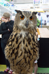An owl on display in a birds and wildlife exhibition.