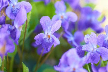 Fototapeta na wymiar Viola flowers on the green sunny field 
