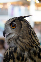 An owl on display in a birds and wildlife exhibition.