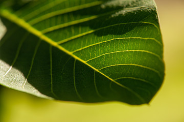feuille de murier