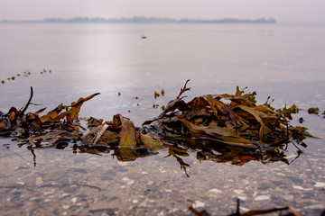 Seetang