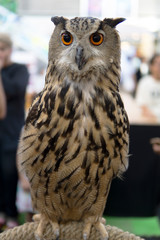 An owl on display in a birds and wildlife exhibition.