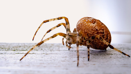 Kreuzspinne mit Tautropfen 