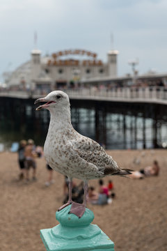 Young seagull stands on a metal pole. In the background the Palace Pier of Brighton.