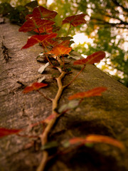 Herbst im Wald