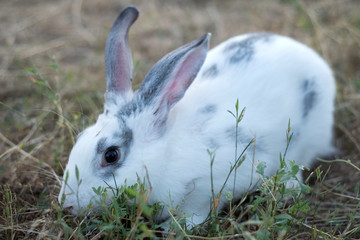 white home cute rabbit sitting in the grass, wary of ears
