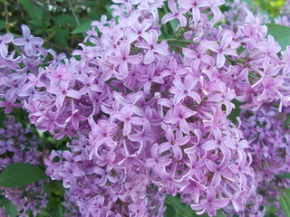  Lilac in the city park