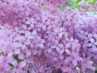  Lilac in the city park