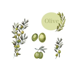 Watercolor set of green olive branches on a white background. Hand-drawn with watercolor paints. Great for all types of design.
