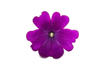 verbena flower