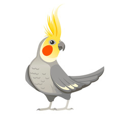 Adult parrot of normal grey cockatiel (Nymphicus hollandicus, corella) cartoon bird design flat vector illustration isolated on white background