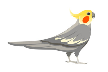 Adult parrot of normal grey cockatiel (Nymphicus hollandicus, corella) cartoon bird design flat vector illustration isolated on white background