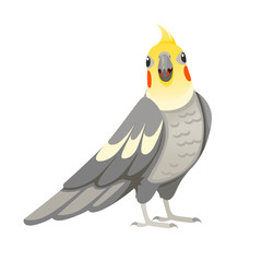 Adult parrot of normal grey cockatiel looking on you (Nymphicus hollandicus, corella) cartoon bird design flat vector illustration isolated on white background