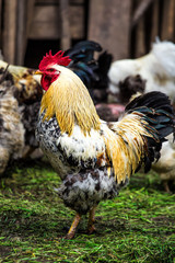 A colourful rooster with his chicken herd.Rooster and Chickens.Free range chicken on a traditional poultry farm
