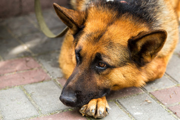 A true devotion Sheepdog is waiting and grieving for her owner.Portrait of a Sheepdog with good sad eyes