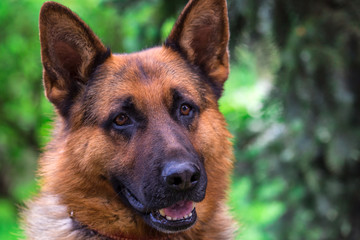 german shepherd dog on green grass.portrait of a black dog. sheepdog.Pet on nature in the forest
