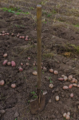 harvest potatoes, Agricultural work, picking