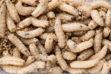 Many living larvae for fishing, background