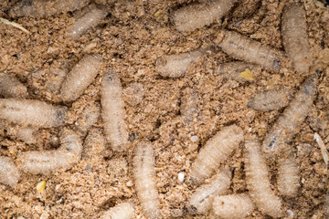Many living larvae for fishing, background