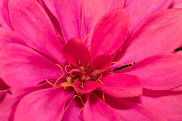 closeup of pink zinnia flower