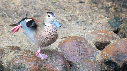 Pato alongando a perna