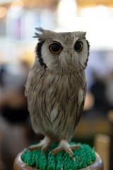 An owl on display in a birds and wildlife exhibition.