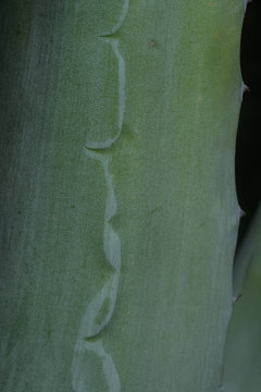 Argaven Baltt im Detail