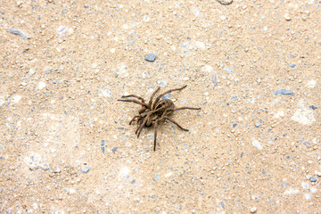 Large Spider
