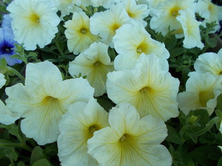  Flowerbed with bright flowers in a city park