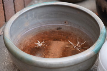 水瓶