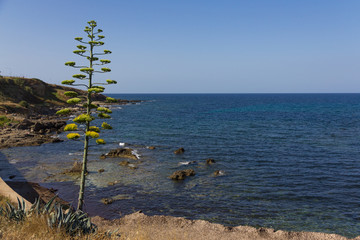 Sea coast in sardinian city of Alghero - 288753632