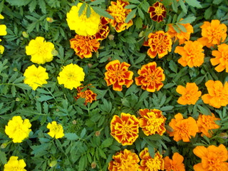  Flowerbed with bright flowers in a city park