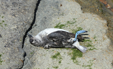 Toter Vogel am Strand