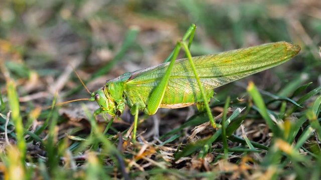 Big green locust female lays eggs