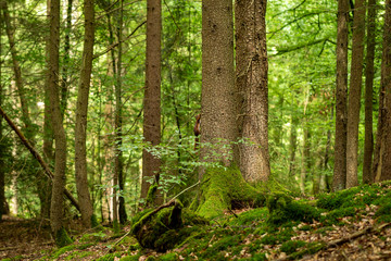 Wald Baum Eichhörnchen