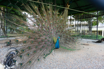 Obraz premium A proud peacock spreading its wings and feathers in an encapsulation cage of a zoo.
