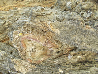  Wood texture for your design