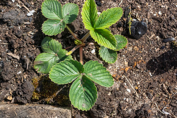 Garden strawberry bush in open ground