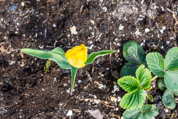 Top view on yellow tulip flower growing in the ground
