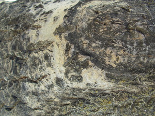 Wood texture for your design