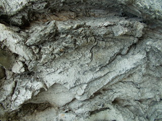  Wood texture for your design