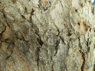  Wood texture for your design