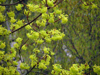 green leaves of a tree in spring
