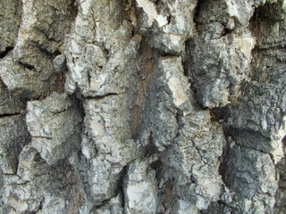  Wood texture for your design