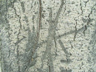  Wood texture for your design