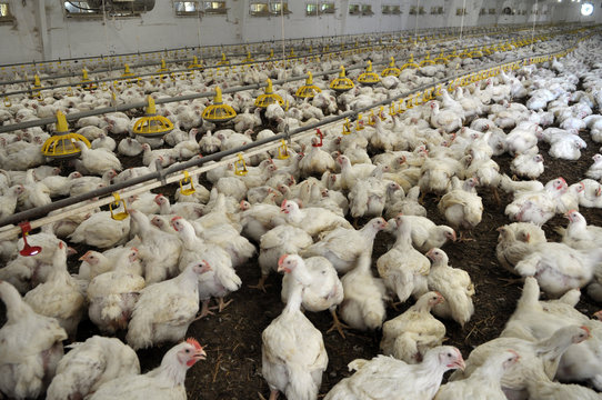 Farm for growing broiler chickens