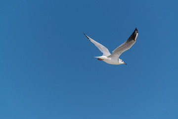 seagull soars in the sky