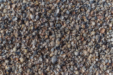 seashells closeup background, texture