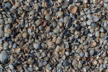 seashells closeup background, texture