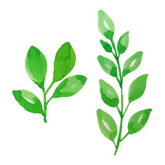 Green watercolor leaves on a white background. High-quality vector elements for the design of invitations, advertisements, postcards.